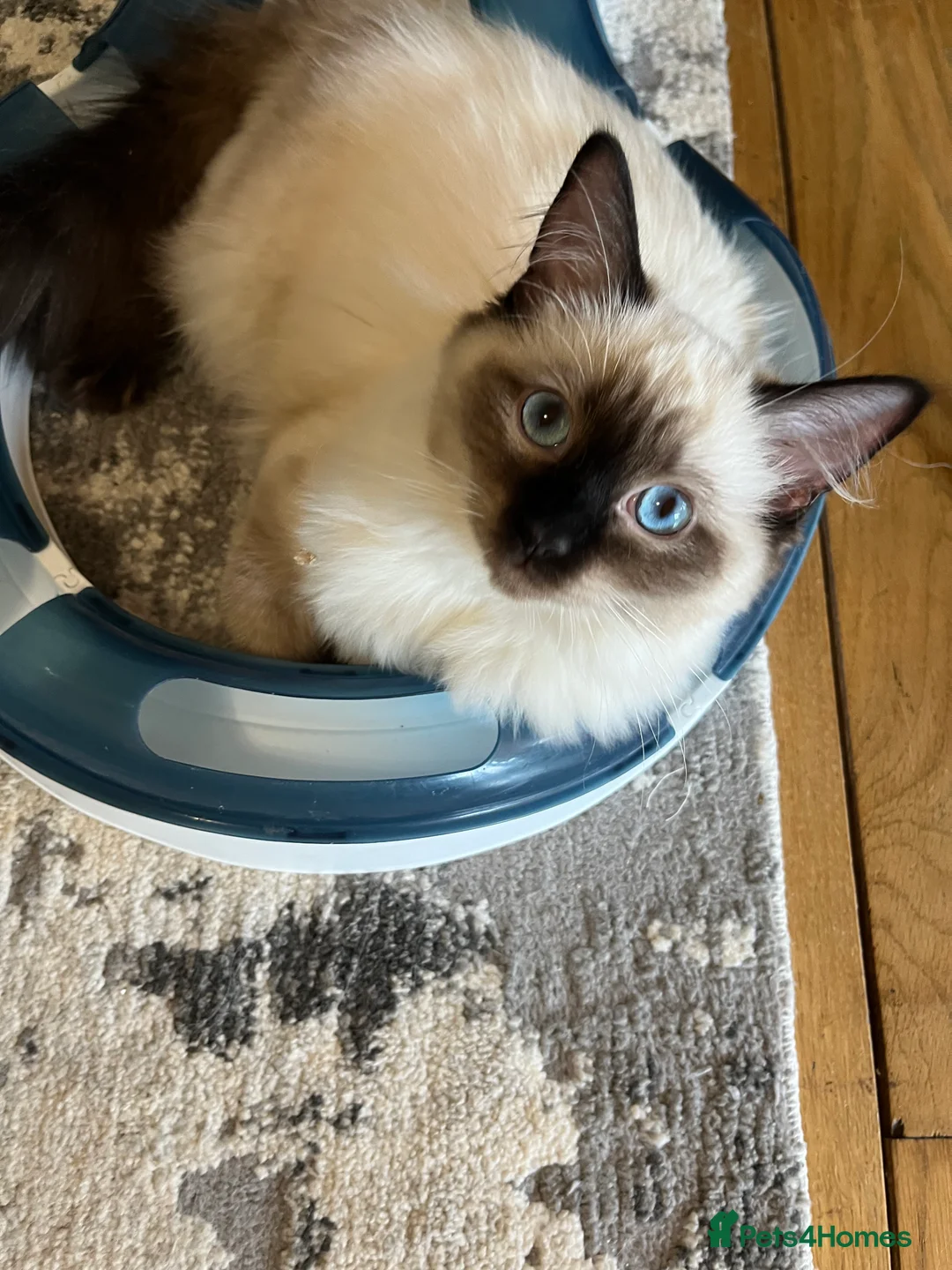 Ragdoll cats for sale:  Pedigree - Seal Point Ragdoll GCCF Girl(Reserved) - Advert 1