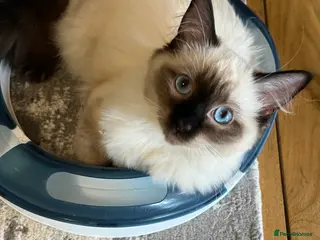 Ragdoll cats Luxury Pedigree - Seal Point Ragdoll GCCF Girl - Advert 5