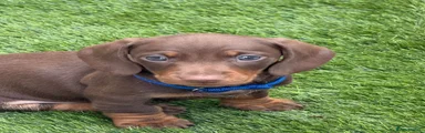 Miniature Dachshund 3