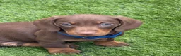 Miniature Dachshund dogs for sale: Ready now One Absolutely stunning boy left  - Advert 25