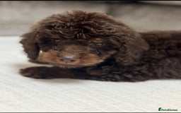 Cavapoo dogs for sale: 2 boys left looking for there forever homes - Image 1