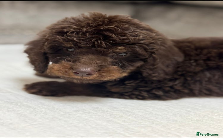 Cavapoo dogs - Advert 4