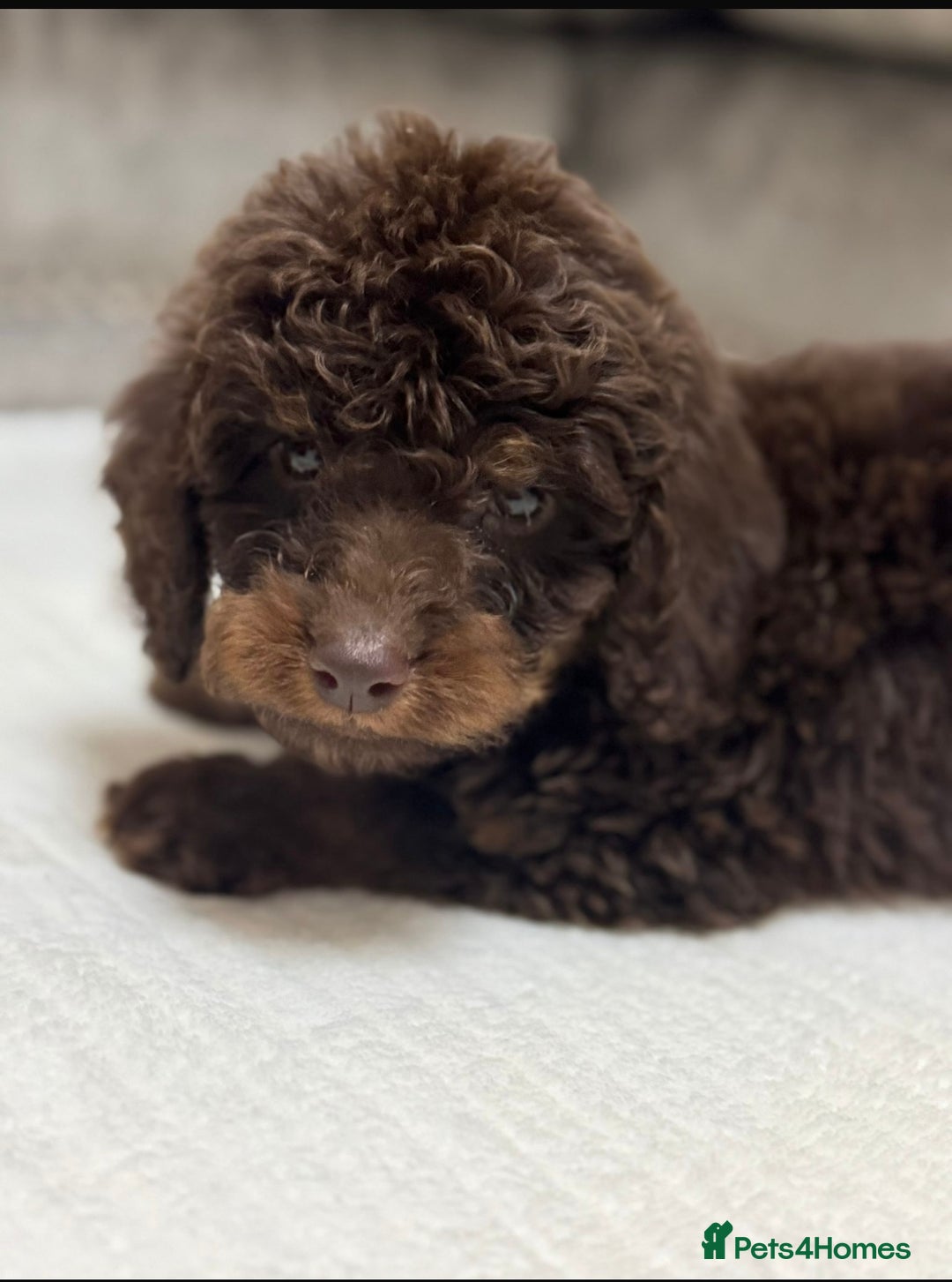 Cavapoo dogs for sale: 2 boys left looking for there forever homes - Image 1