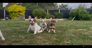 French Bulldog dogs - Advert 9