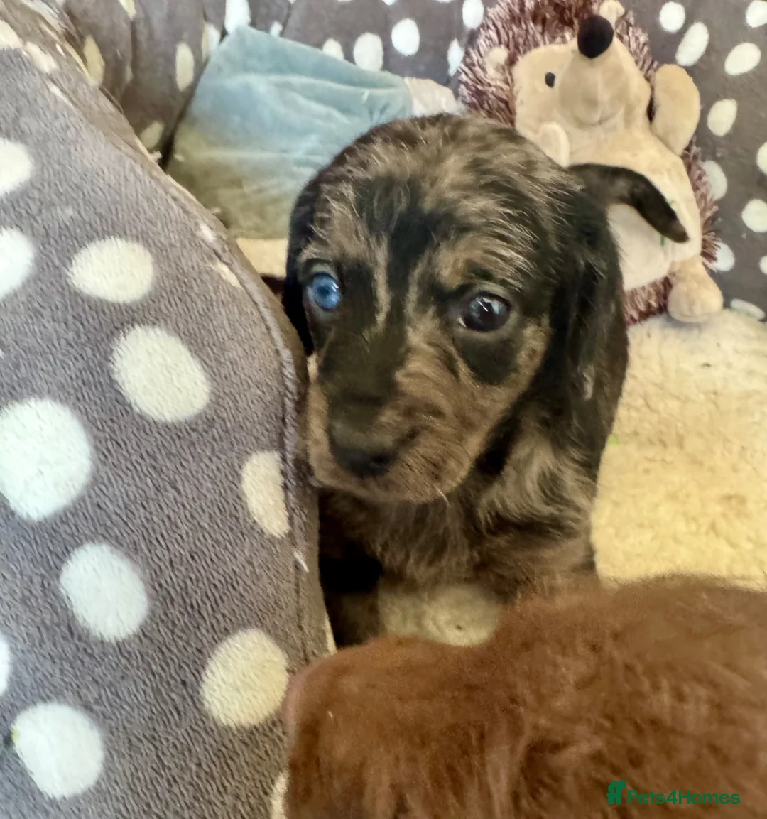 Doxiepoo dogs for sale: Doxipoo puppies, dna health tested parents.  - Advert 12