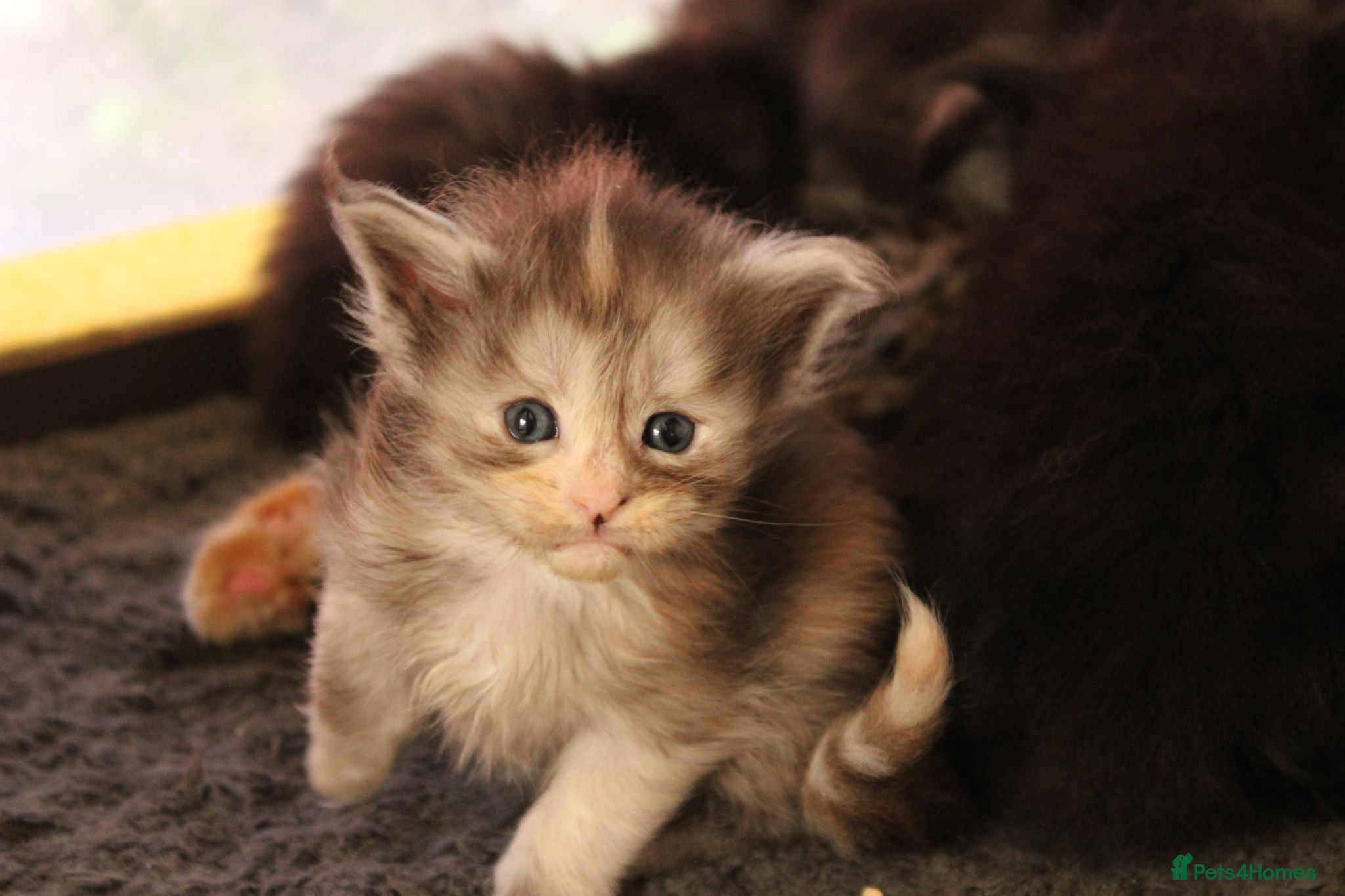 Maine Coon cats Tica Registered Maine Coon Kittens Available  - Advert 1