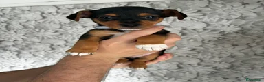 Dougie