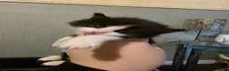 Mixed Breed cats for sale: Mixed Breed Kittens - Advert 5