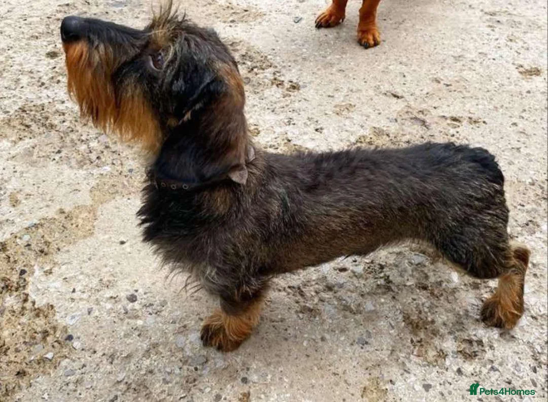 Miniature Dachshund dogs for sale: KC Reg Wire Haired Miniature Dachshund Puppies  - Advert 24