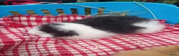Guinea Pig rodents for sale: Swiss baby boys - Advert 2