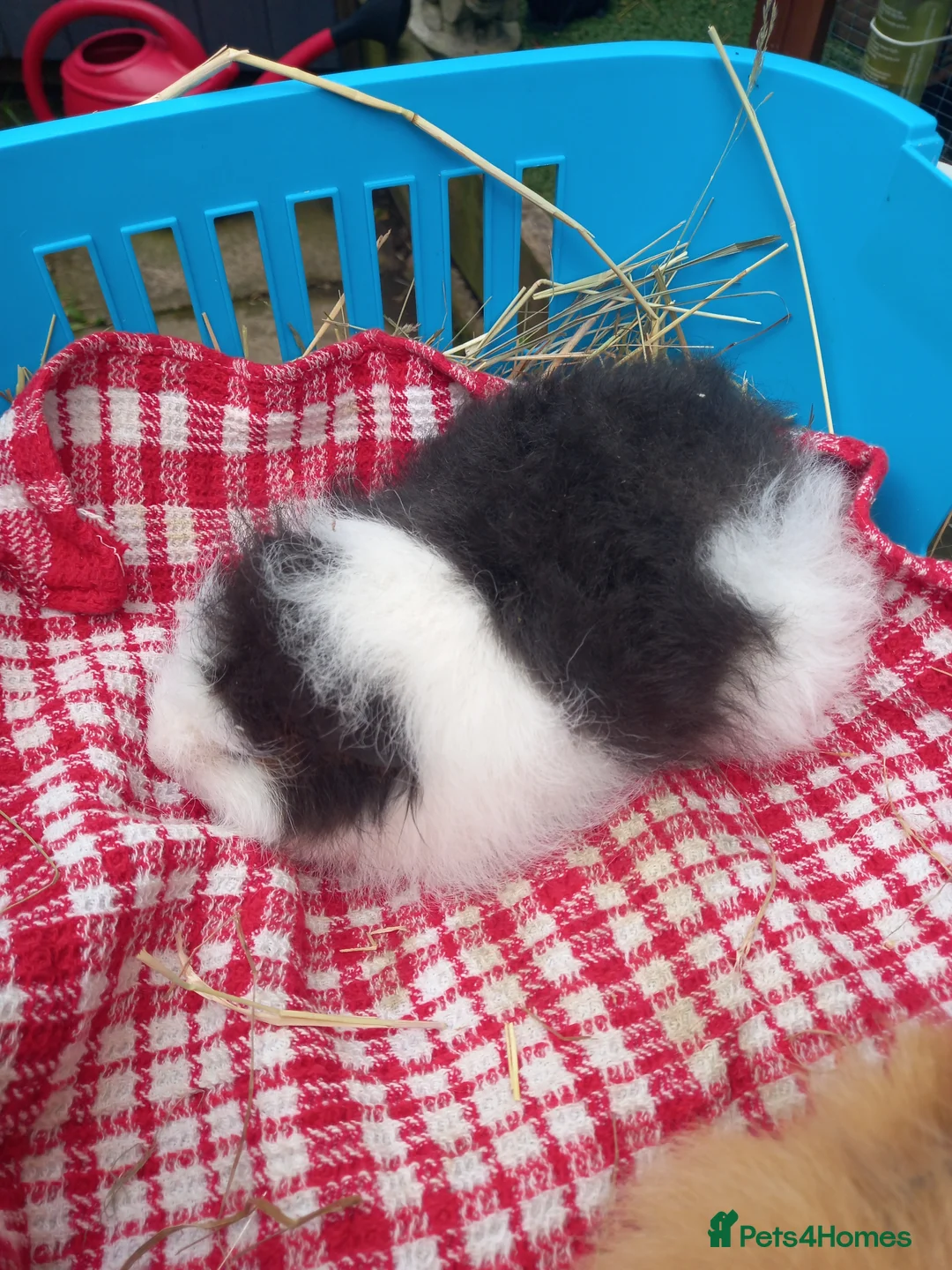 Guinea Pig rodents for sale: Swiss baby boys - Advert 2