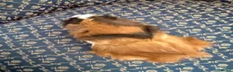 Guinea Pig rodents for sale: Baby boar Guinea Pigs in Trowbridge - Advert 10