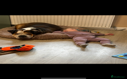 American Bulldog dogs for sale: american bulldog - Image 15