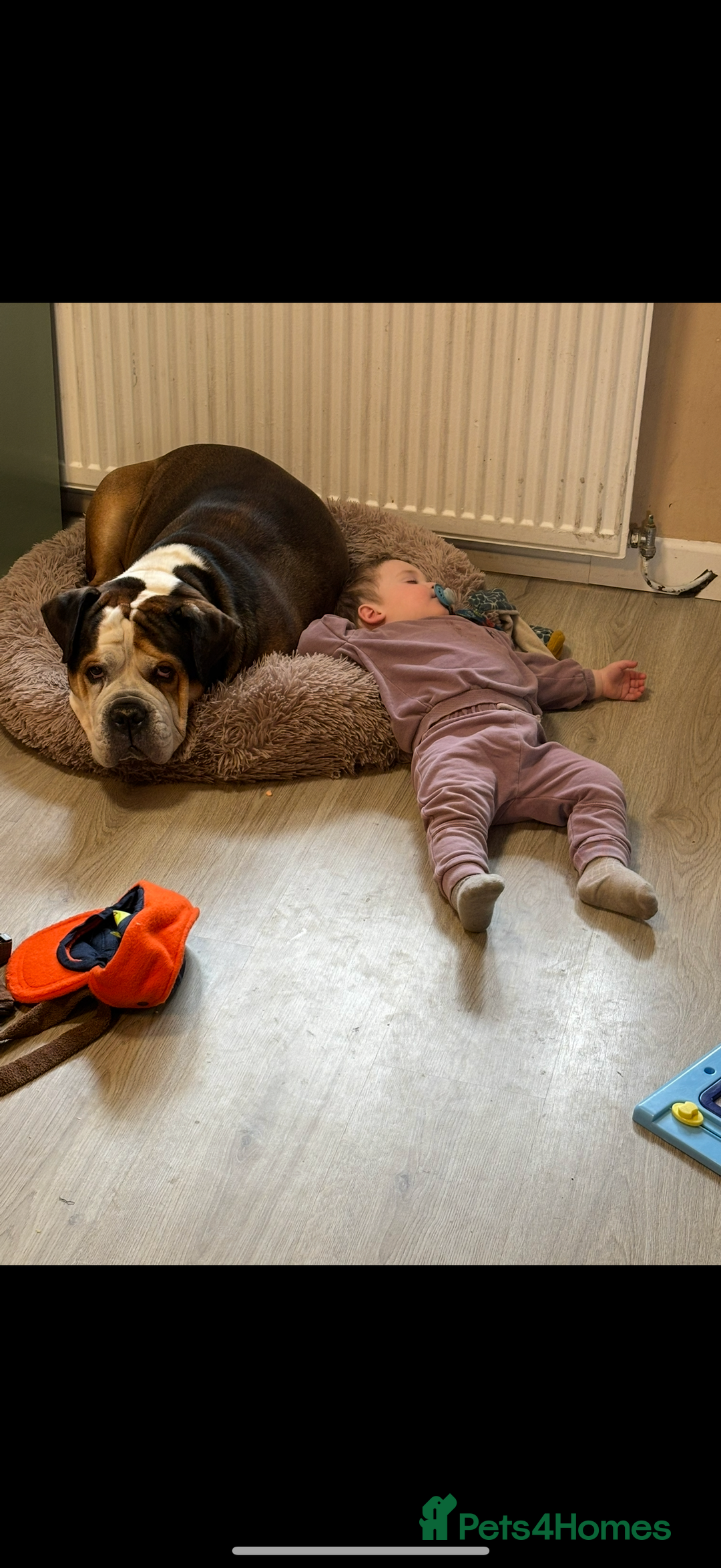 American Bulldog dogs for sale: american bulldog - Image 15