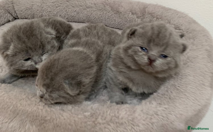 British Shorthair cats - Advert 4