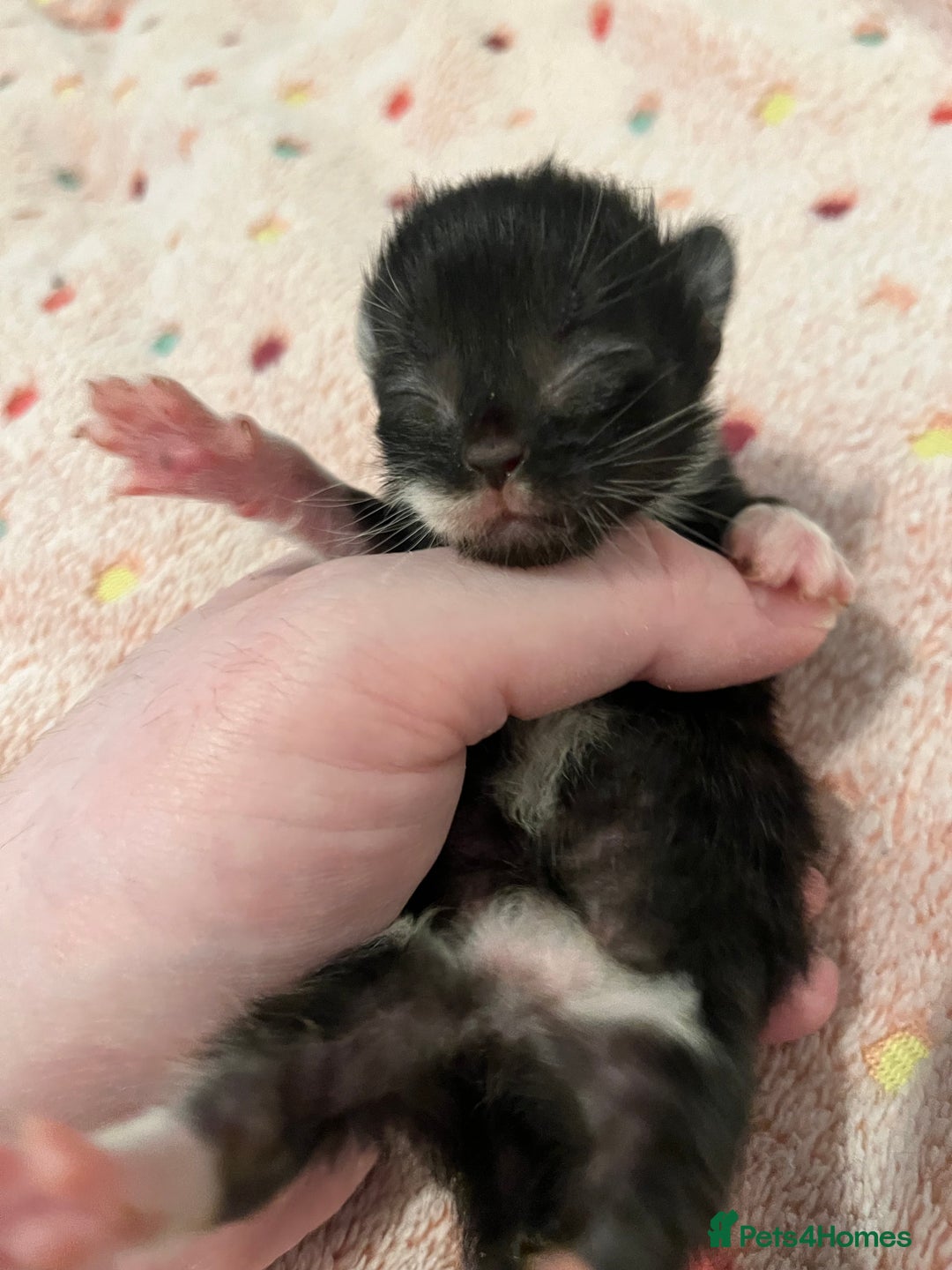 Mixed Breed cats for sale: Beautiful kittens for sale 🥰 - Advert 17