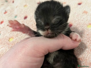 Mixed Breed cats Beautiful kittens for sale 🥰 - Advert 17