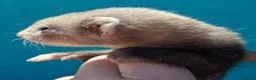 Ferret rodents for sale: Full and Semi angora kits  - Advert 11