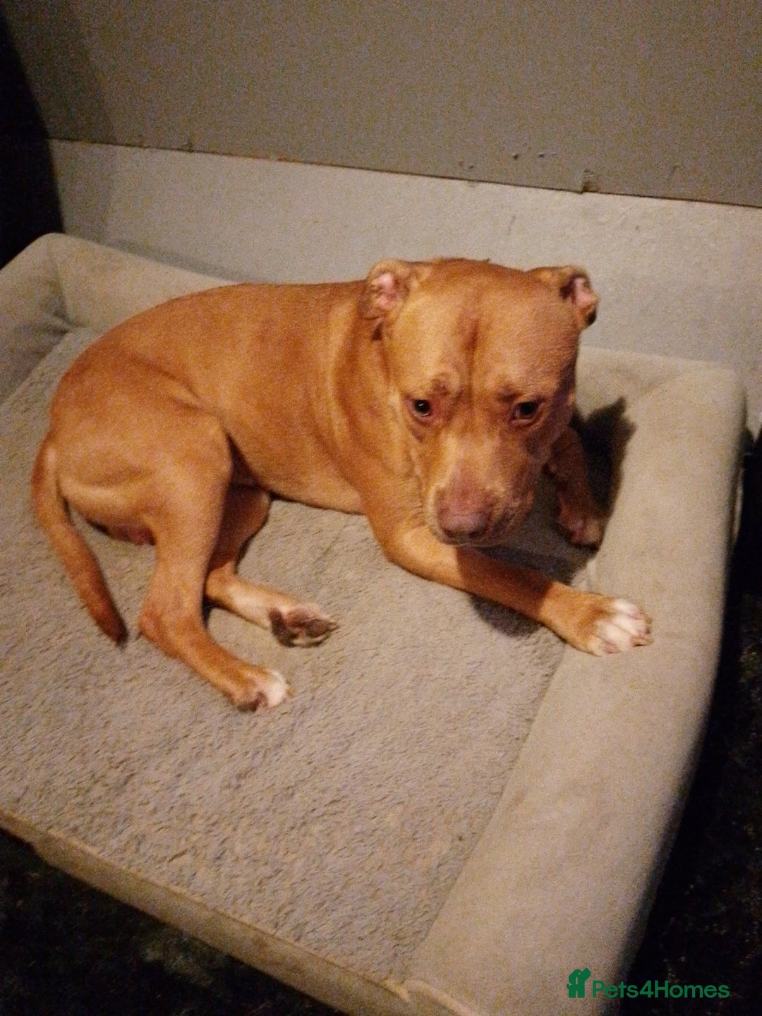 Staffordshire Bull Terrier dogs for sale: Staffie boy looking for a new home  - Image 4
