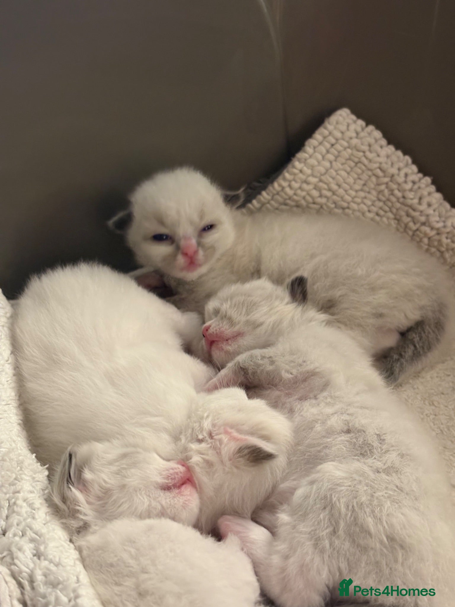 Ragdoll cats 💙 Four Beautiful Pure Ragdoll Kittens for Sale - Advert 1
