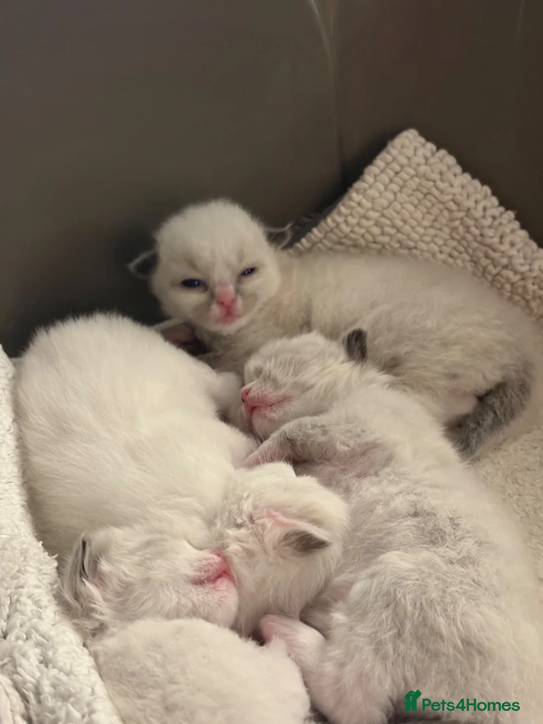 Ragdoll cats for sale: 💙 Four Beautiful Pure Ragdoll Kittens for Sale - Advert 1