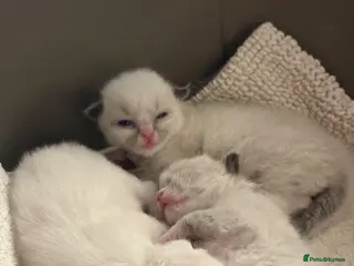 Ragdoll cats 💙 Four Beautiful Pure Ragdoll Kittens for Sale - Advert 1