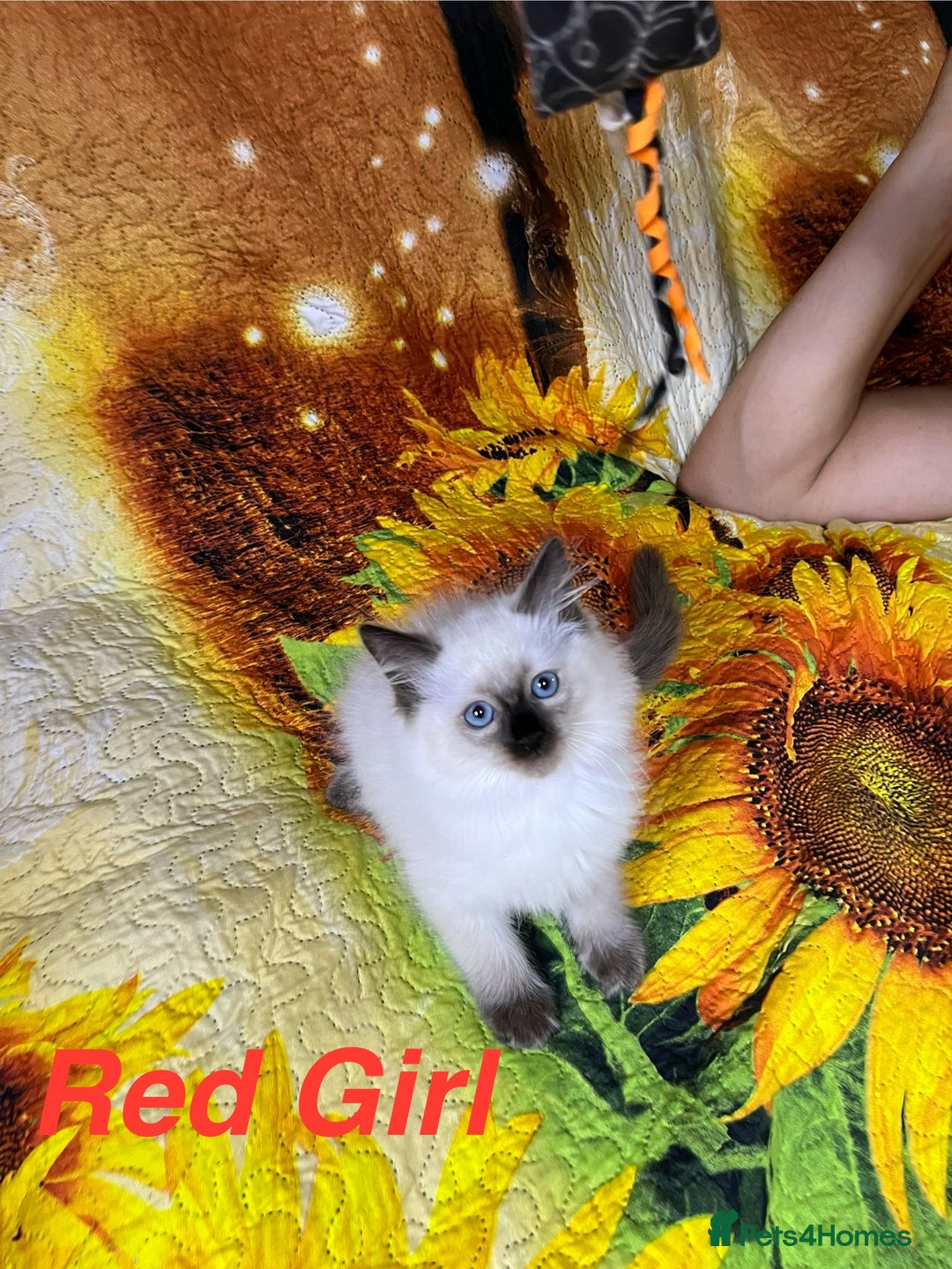 Ragdoll cats for sale: 🐈❤️5 Pure Ragdolls Waiting for Loving Family❗️❤️ - Image 34