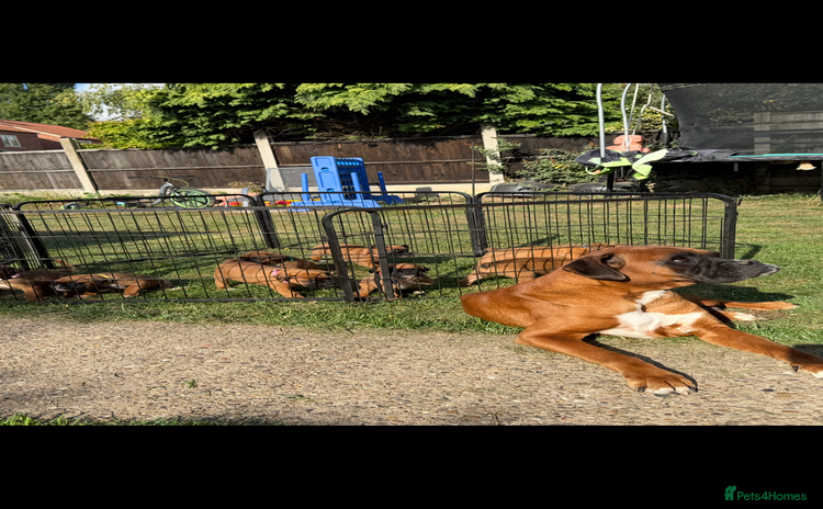 Boxer dogs - Advert 2