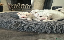 Bichon Frise dogs for sale: Bichon Frise puppies   - Image 8