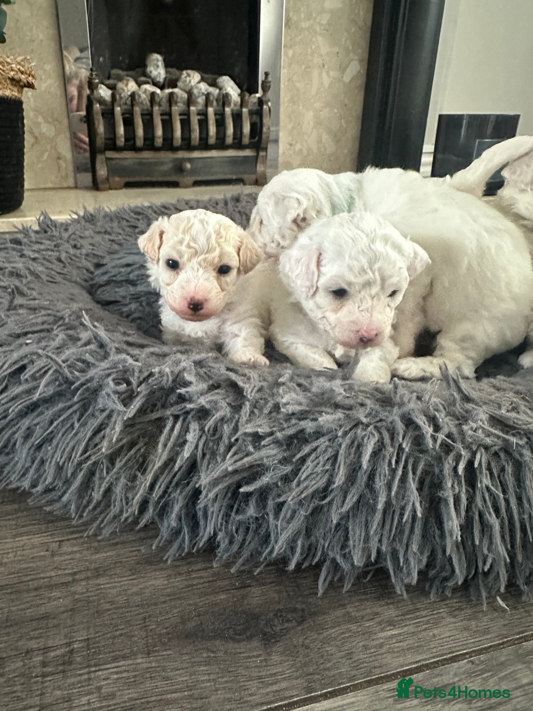 Bichon Frise dogs for sale: Bichon Frise puppies   - Image 8