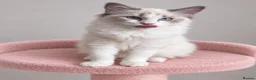 Ragdoll cats for sale: 🐾 Beautiful Ragdoll Kittens for Sale 🐾 - Advert 28