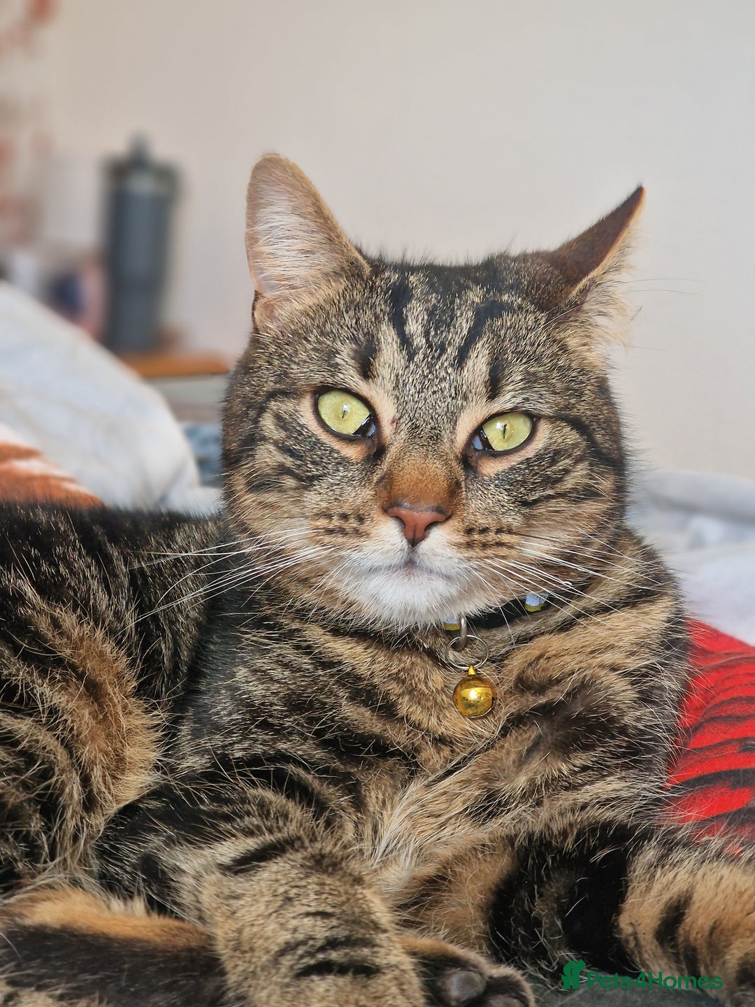 Mixed Breed cats for sale: Cat for rehoming - Advert 6