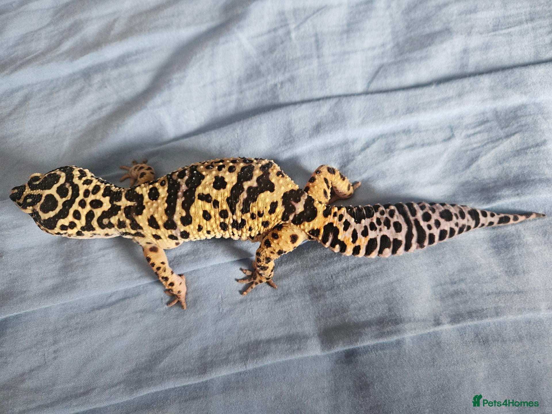 Leopard Gecko reptiles Leopard gecko for sale  - Advert 1