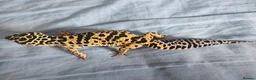 Leopard Gecko reptiles for sale: Leopard gecko for sale  in Doncaster - Advert 1