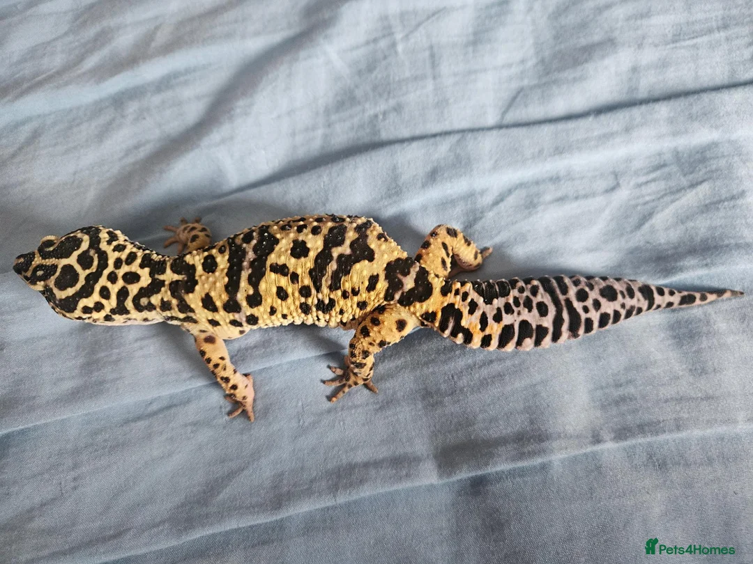 Leopard Gecko reptiles for sale: Leopard gecko for sale  in Doncaster - Advert 1