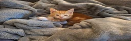 Mixed Breed cats for sale: Kitten - female ginger - Advert 2