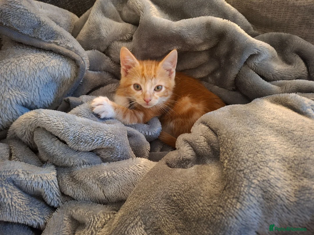 Mixed Breed cats for sale: Kitten - female ginger - Advert 2