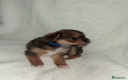 Mixed Breed dogs for sale: Yorkshire Terrier x Pomeranian Puppys - Advert 31