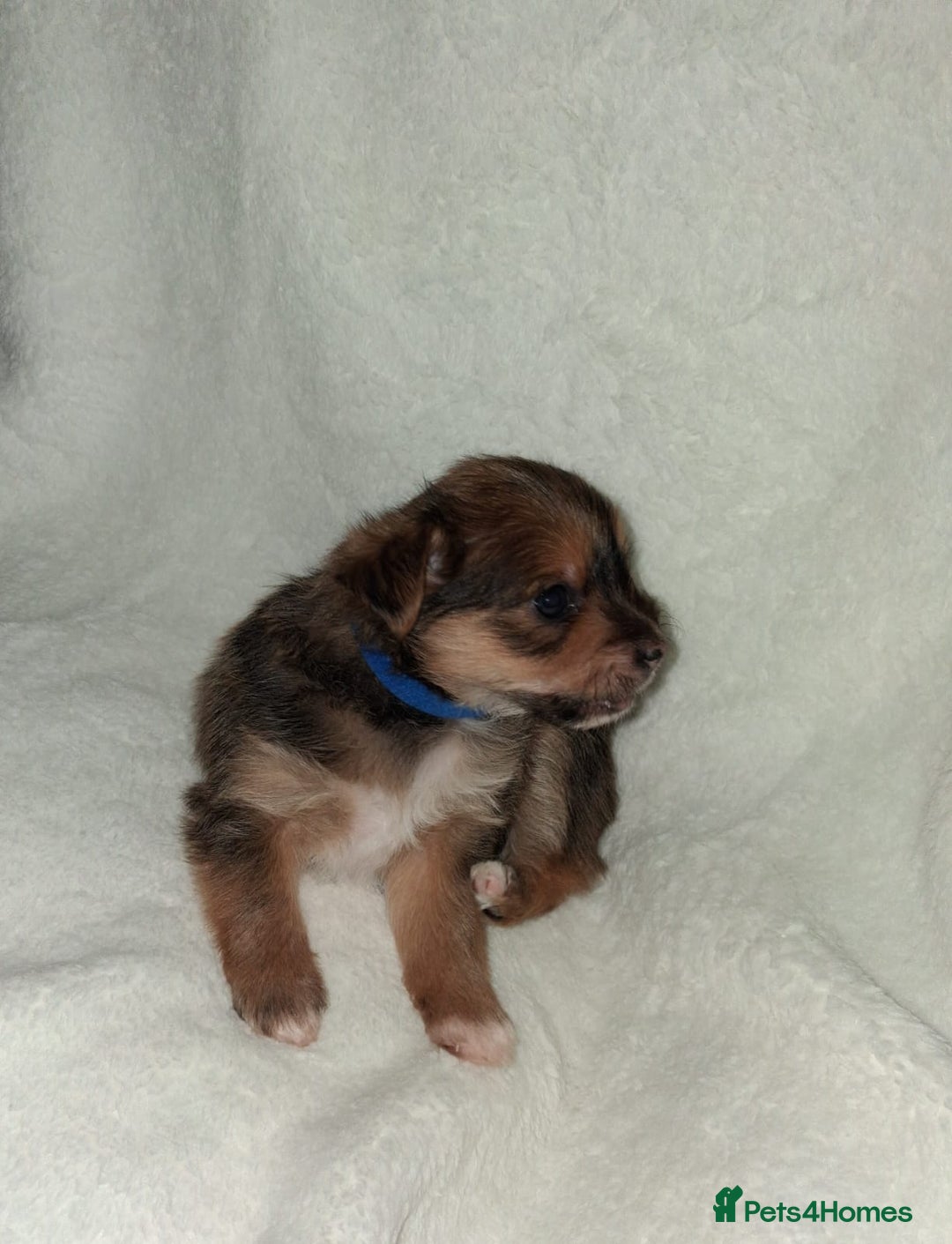 Mixed Breed dogs for sale: Yorkshire Terrier x Pomeranian Puppys - Advert 31