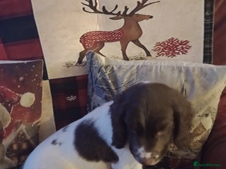 English Springer Spaniel dogs English springer spaniel - Advert 12