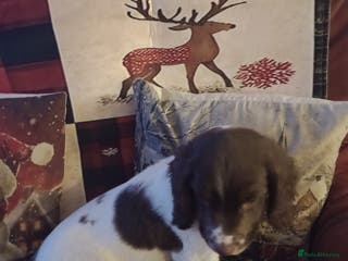 English Springer Spaniel dogs English springer spaniel - Advert 6