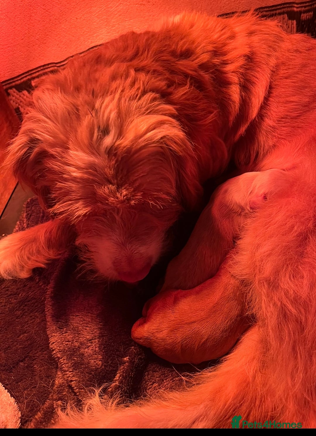 Cockapoo dogs for sale: Cockapoo X Coker spaniel  - Image 11