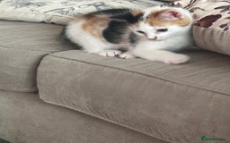 Mixed Breed cats for sale: Beautiful Tortie Female kitten  - Image 3