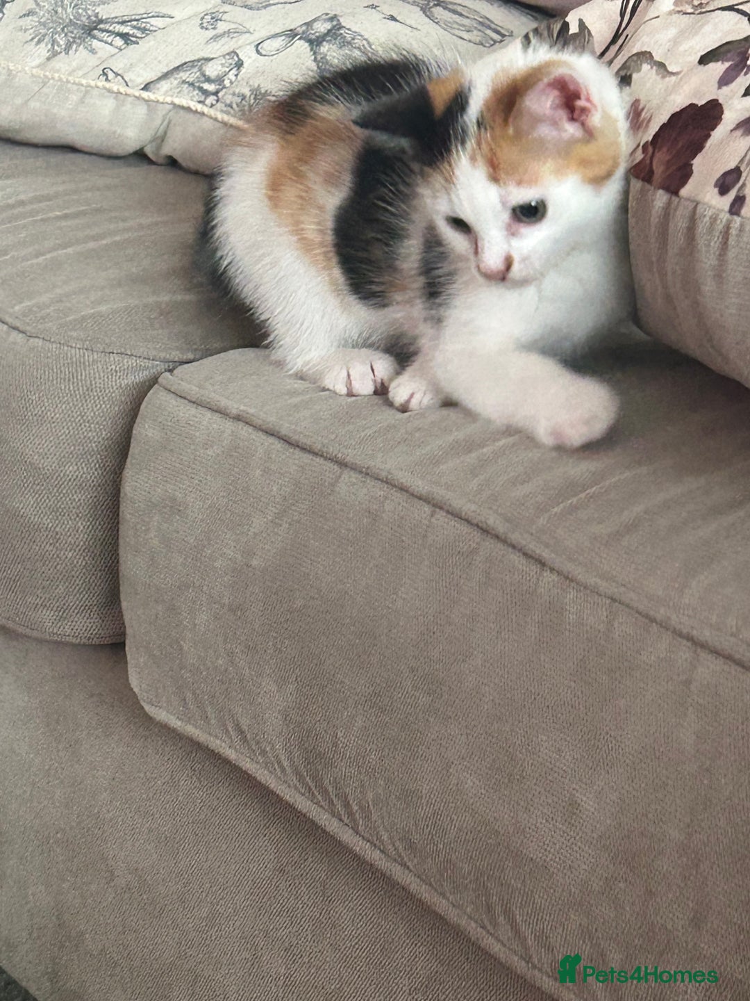 Mixed Breed cats for sale: Beautiful Tortie Female kitten  - Image 3