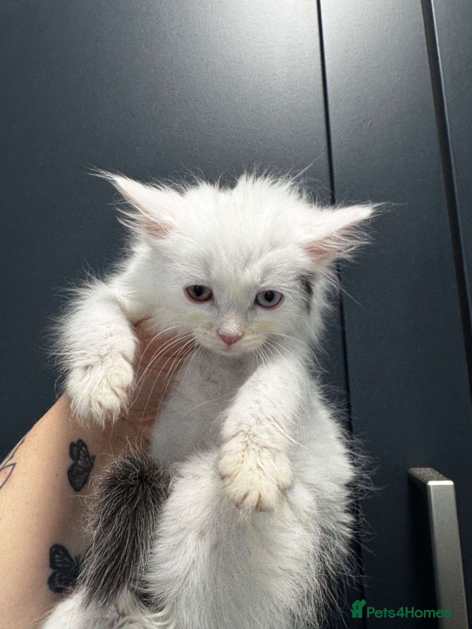 Mixed Breed cats for sale: 3 lovely kittens ready for a new home  - Advert 13