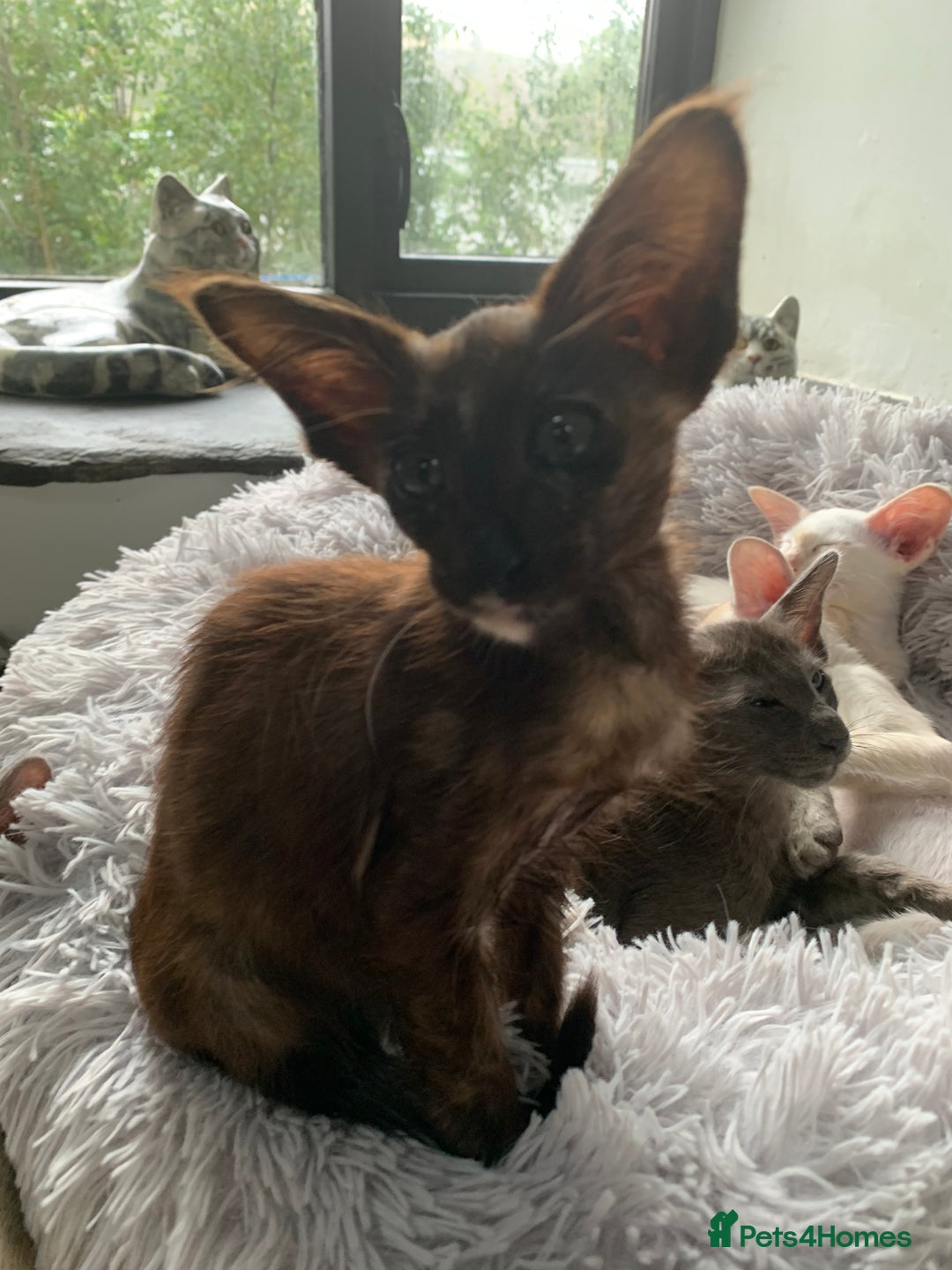 Oriental cats for sale: Oriental Longhair kittens - Advert 12