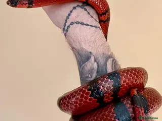 Milk Snake reptiles Honduran milk snake - Advert 1