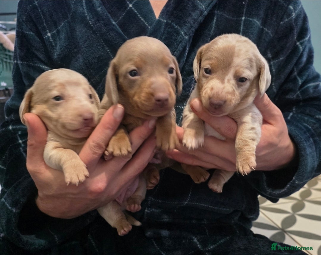 Dachshund dogs Minature short haired Daschund babies - Advert 7