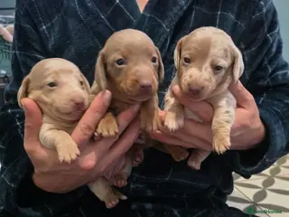 Dachshund dogs Minature short haired Daschund babies - Advert 7