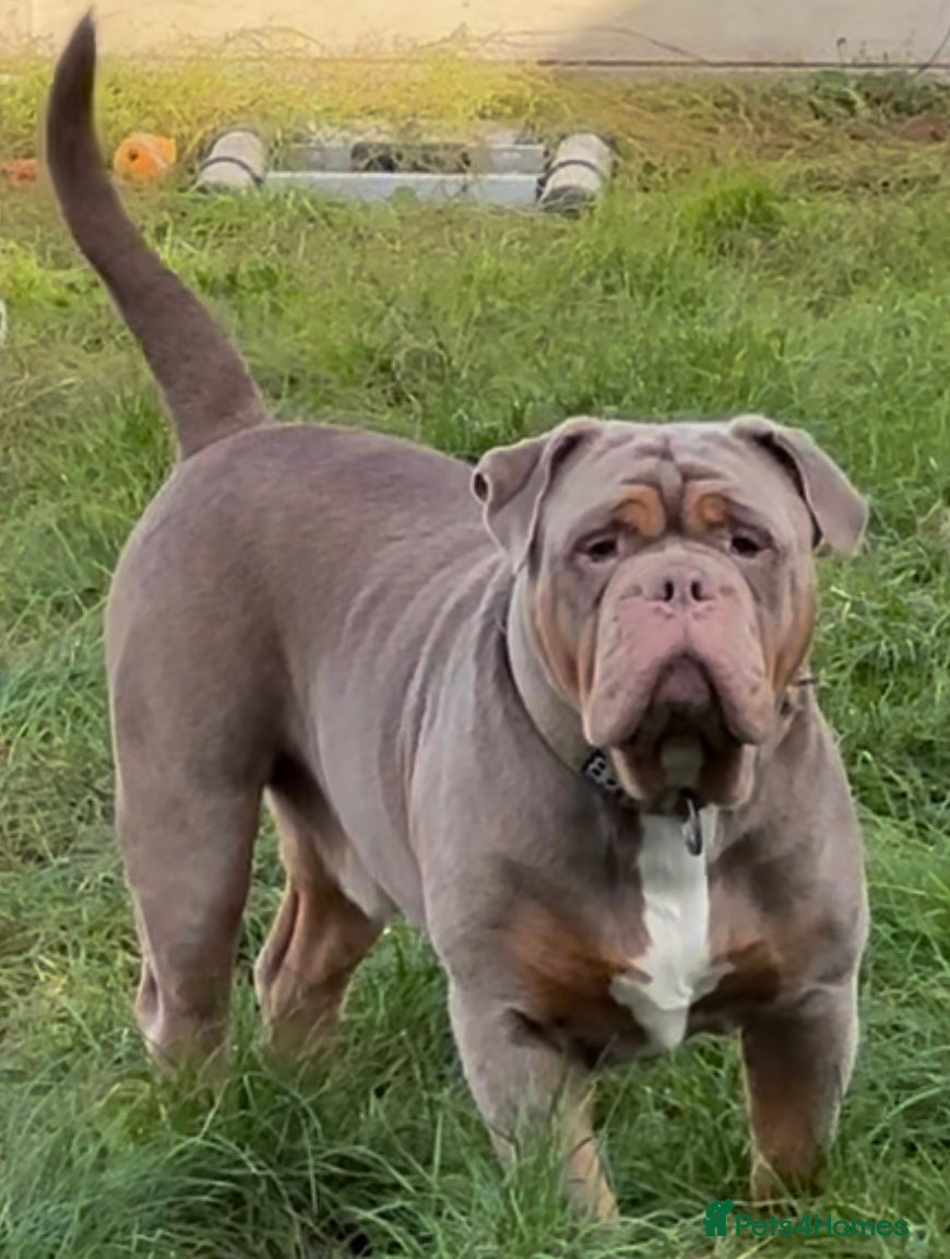 Olde English Bulldogge dogs Olde English Bulldog stud well proven - Advert 4